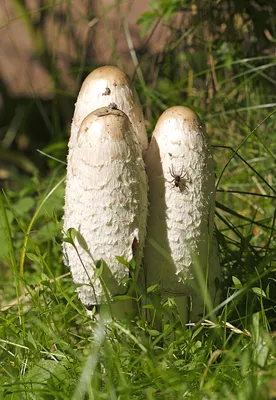 Съедобные грибы (89 фото) - 89 фото