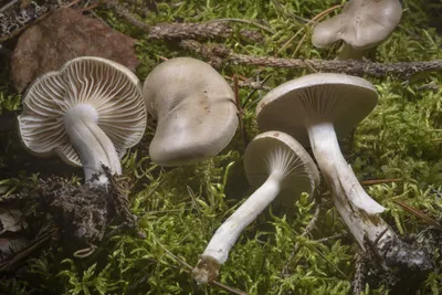Жители Ноябрьска находят первые грибы прямо в городе - МК Ямал
