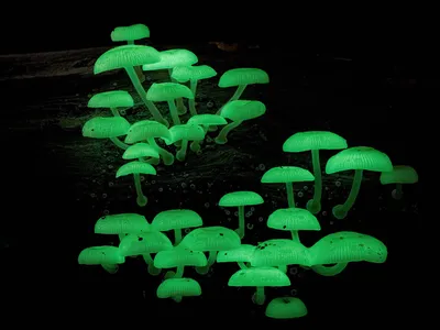10 самых опасных грибов Крыма