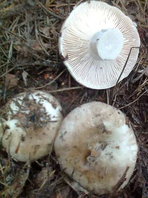 грибы в сосновом лесу стоковое фото. изображение насчитывающей европа -  265695250