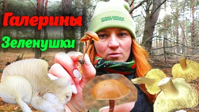 Белый гриб сосновый - Boletus pinophilus - Грибы Уломы Железной