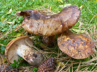 Съедобные грибы растущие в сосновом лесу фото 61 фото