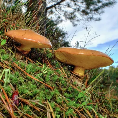 Съедобные Грибы Boletus Растущие В Сосновом Лесу — стоковые фотографии и  другие картинки Pinaceae - Pinaceae, Австралия - Австралазия, Без людей -  iStock