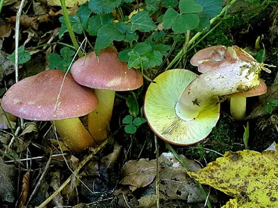 Какие грибы растут в сосновом лесу осенью (+29 фото)?
