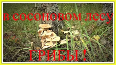 Съедобные грибы растущие в сосновом лесу фото фото