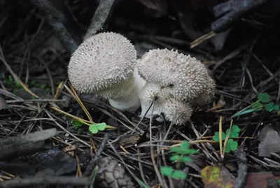 Съедобные грибы в России: названия, описание, внешний вид, фото, где растут:  Природа: Моя страна: Lenta.ru