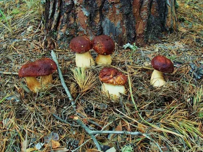 Перечный гриб - Chalciporus piperatus - Грибы Уломы Железной