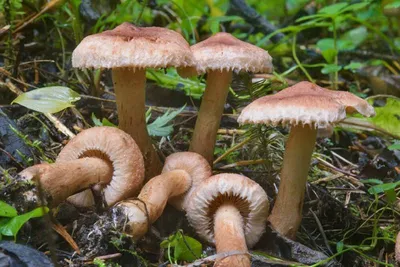 Где в Боровом собирать грибы, грибные места рядом с Щучинском и Бурабаем