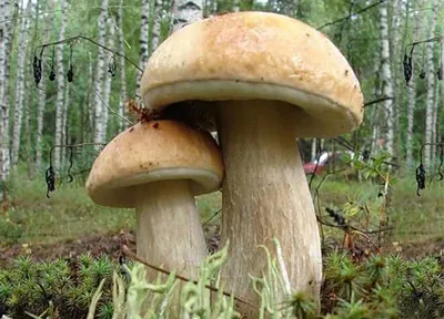 Где в Новосибирской области и в Новосибирске собрать белые грибы,  подберезовики и маслята, шампиньоны июнь 2022 г. - 4 июня 2022 - НГС