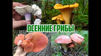 Съедобные грибы, их виды, польза и вред