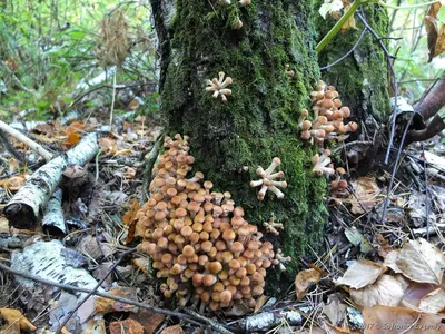 Белый гриб сосновый - Boletus pinophilus - Грибы Уломы Железной