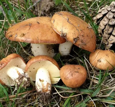 Как правильно собирать грибы, где в Тюмени растут грибы, карта грибных  мест: репортаж 72.RU из леса - 14 августа 2019 - 72.ru