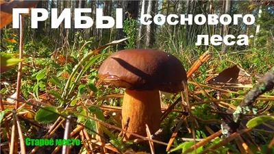 Грибы соснового леса.Mushrooms - YouTube