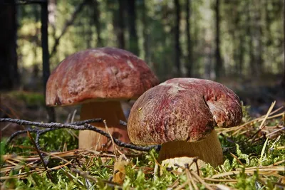 Грибы в большом плане соснового леса. Стоковое Изображение - изображение  насчитывающей гриб, земля: 184080617