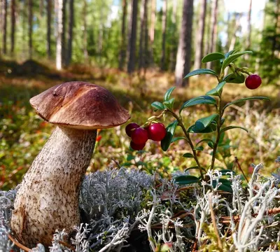 Белый гриб сосновый, или боровой (лат. Bolétus pinóphilus)