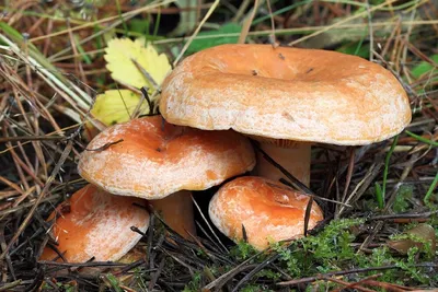 Белый гриб сосновый - Boletus pinophilus - Грибы Уломы Железной