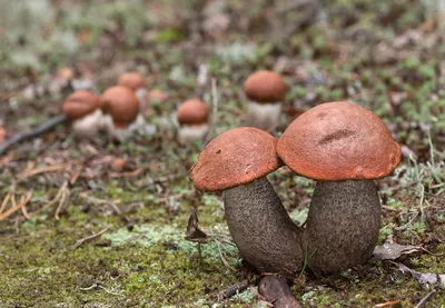 Маслёнок обыкновенный(Suillus luteus)