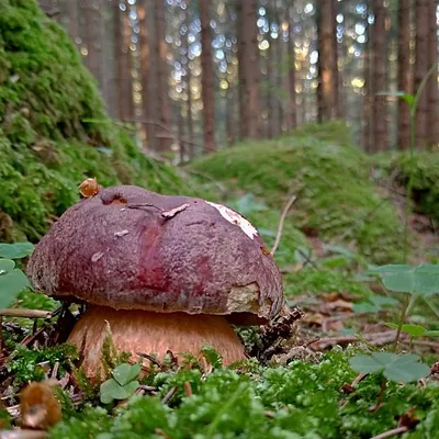 Белый гриб сосновый (Boletus pinophilus) – Грибы Сибири