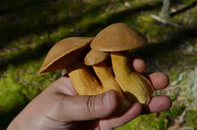 Шафран Молочный Lactarius Deliciosus Гриб Красный Сосновый Гриб Lactarius  Deliciosus стоковое фото ©bukhta79 449489038