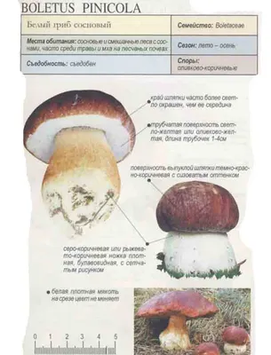 Белый гриб сосновый - Boletus pinophilus - Грибы Уломы Железной