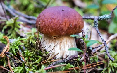 Подосиновик сосновый (Leccinum vulpinum) – Грибы Сибири