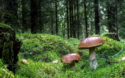 Сбор грибов - «Собирать грибы люблю больше, чем есть их 🍄🍂 2020 год  выдался грибным и я оторвалась на полную 😊 Мои походы за маслятами и  опятами, а также о ведьминых кольцах.» | отзывы