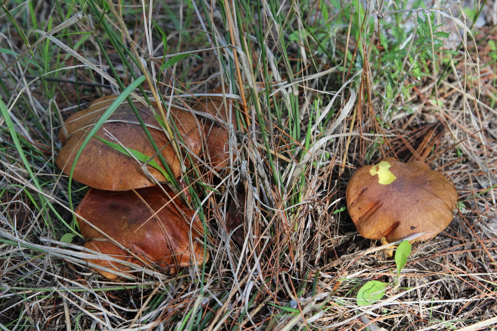Какой гриб под сосной