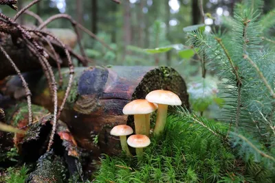 Съедобные грибы Русула в лесу Маленький гриб с красной шляпой на хвойном  мусоре Стоковое Фото - изображение насчитывающей грибы, форрест: 158438218