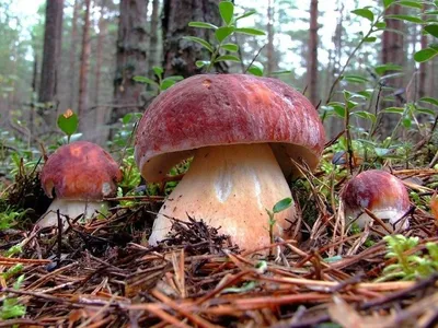 Съедобные грибы в хвойном лесу фото фото