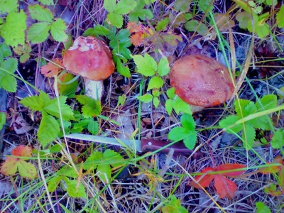 Белый гриб настоящий (Boletus edulis) – Грибы Сибири