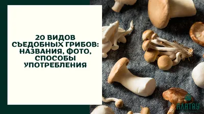 Набор семян Мицелий грибов: Лисичка обыкновенная, Масленок обыкновенный  Набор: 2 пакетика - купить по выгодным ценам в интернет-магазине OZOZN  (1026614240)