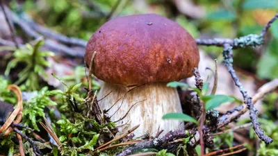 Съедобные грибы в хвойном лесу фото фото