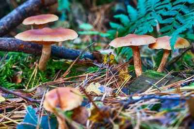 Красивый гриб, растущий в лесу, вкусные съедобные грибы в хвойном лесу  Стоковое Изображение - изображение насчитывающей мох, сезон: 161621869