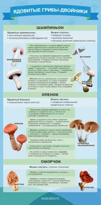 Чешуйчатка клейкая - Pholiota lenta - Грибы Уломы Железной