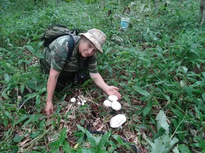 Какие грибы собирать в августе - 6 сезонных грибов — УНИАН