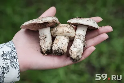Можно ли есть грибы из Юты?