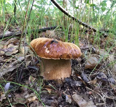 В Волгоградской области участились случаи отравления грибами