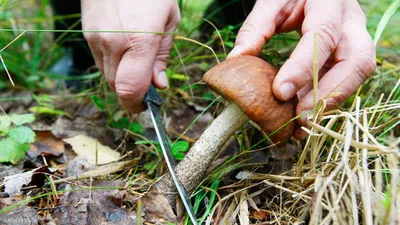В Волго-Ахтубинской пойме нашли семь новых мест произрастания краснокнижных  грибов