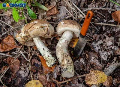 Дожди в Волгоградской области привели к расцвету местного «грибного  царства» - Диалог
