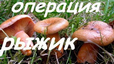 Семья отравилась \"съедобными\" грибами » 34-RUS.RU информационный портал Волгоградской  области