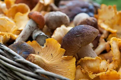 О смертельно опасных грибах предупреждают волгоградцев санврачи