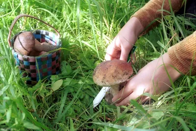 Съедобные грибы Волгоградской области (65 фото) »