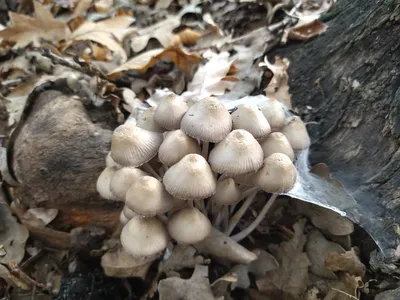 За осенний сезон в Волгоградской области 56 случаев отравления грибами -  Диалог