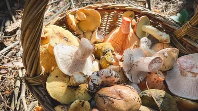 В Волгоградской области найден один из самых редких грибов России -  Российская газета