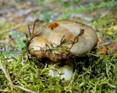 В Волгоградской области стали меньше травиться грибами | Волгоградская  Правда