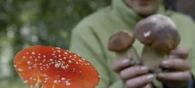 В Волгоградской области с начала сезона грибами отравились 88 человек |  21.10.2022 | Волгоград - БезФормата