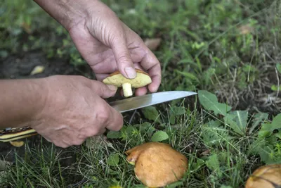 Белопольский белый гриб (58 фото) - 58 фото