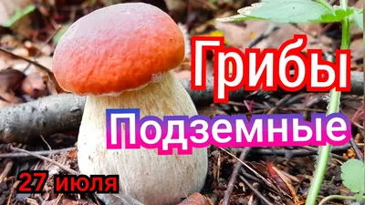 За сбор каких грибов будут наказывать в России. Список с фото