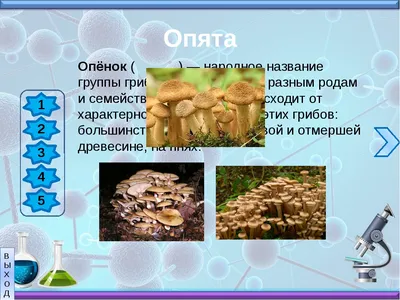 30 лучших съедобных грибов Саратовской области | tursar.ru | Дзен