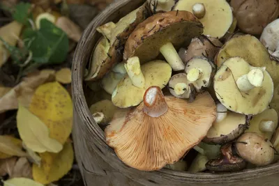 В природном парке «Цимлянские пески» найден редкий гриб